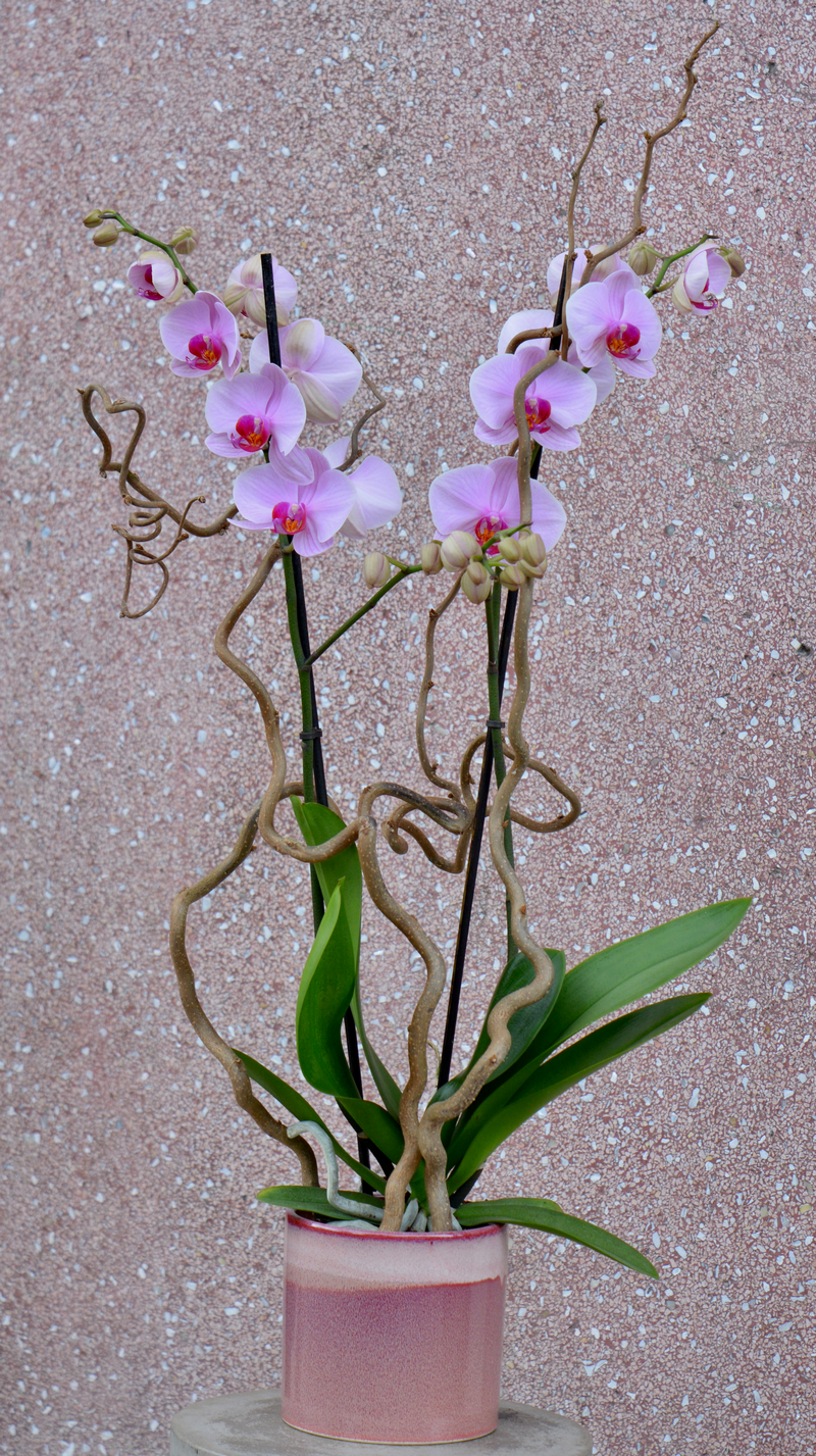 Orchidée 3 tiges avec cache pot - L'Orchidée Virginie